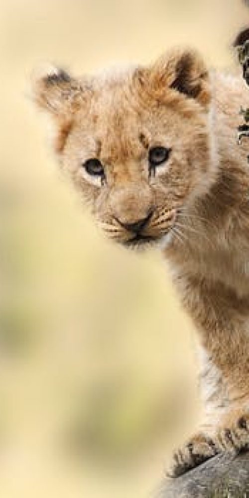 lion-animal-nature-predator-40835.jpeg